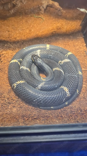 Amurnattern zu verkaufen 