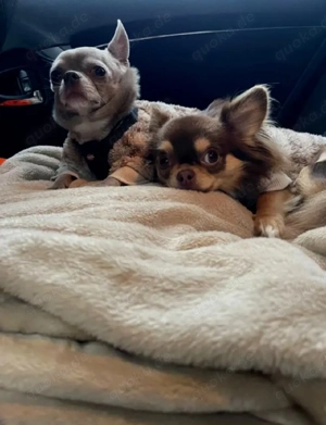 Rolex 6 jahre & Bambi 3 jahre sehr Verschmusst suchen ein Schönenes Zuhause sehr Lieb 