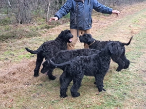 Riesenschnauzer Bild 2