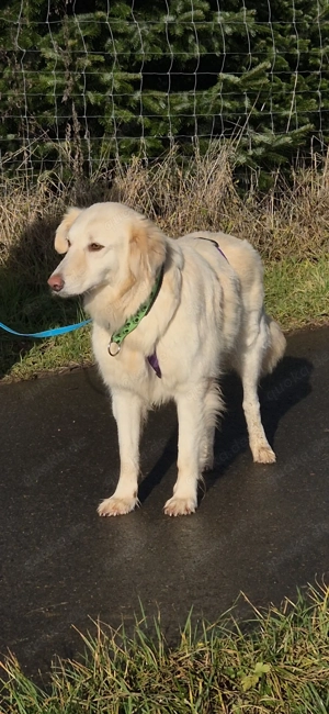 Golden Retriever Mix Hündin 4J., kastriert 
