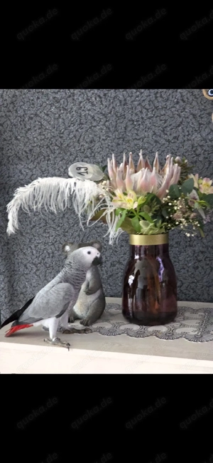 Graupapagei Henne Sehr Zahm 