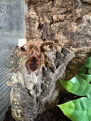 vogelspinne avicularia minatrix