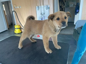  Ubul, zzt. in Ungarn, Ich bin ein zuckersüßer Welpe