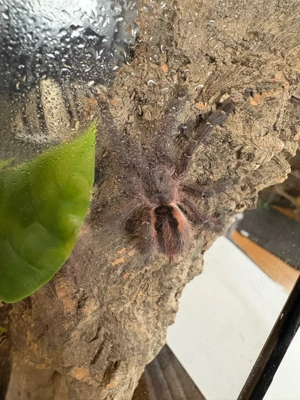 Vogelspinne Ybyrapora sooretama