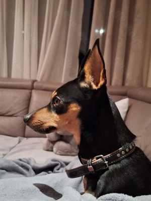 Zwergpinscher Deckrüde mit Erfahrung  Bild 2