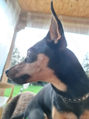 Zwergpinscher Deckrüde mit Erfahrung  Bild 3
