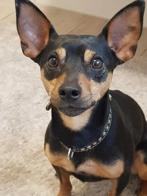 Zwergpinscher Deckrüde mit Erfahrung 