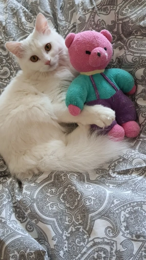 Liebevolle Katzenbetreuung 