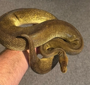 Mahogany Cinnamon poss. Pastel het. Piebald 0.1