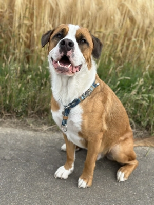 Chiko sucht ein neues Zuhause 