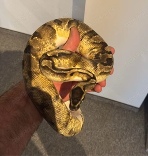 Enchi Pied 1.0 adult