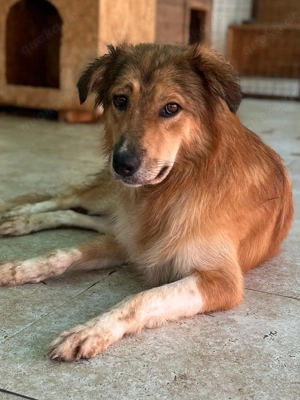 Hermine will raus aus dem öden Tierheim