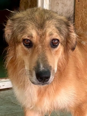 Hermine will raus aus dem öden Tierheim Bild 4