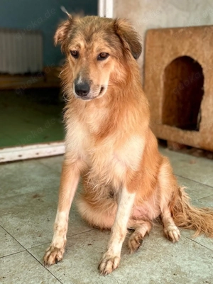 Hermine will raus aus dem öden Tierheim Bild 5