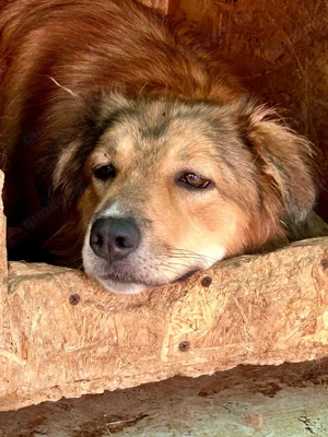 Hermine will raus aus dem öden Tierheim Bild 10