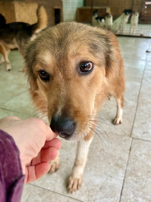 Hermine will raus aus dem öden Tierheim