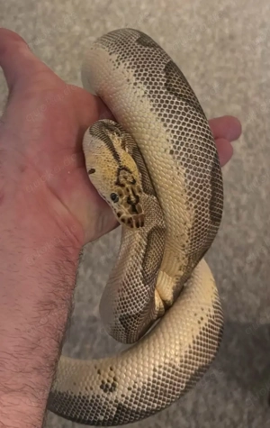 Pastel Enchi Blade Clown 1.0