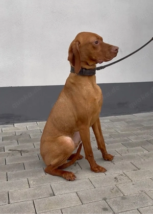 Magyar Vizsla Welpe Rüde 