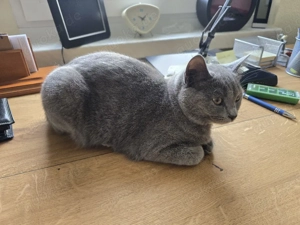 BKH - Katze 9 Monate alt