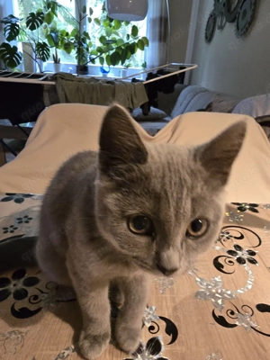 BKH - Katze 9 Monate alt