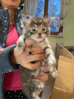 Maine coon kitten eltern haben stammbau