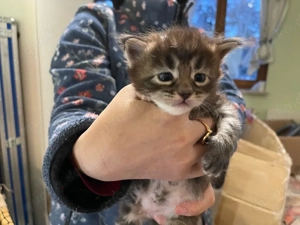 Maine coon kitten eltern haben stammbau