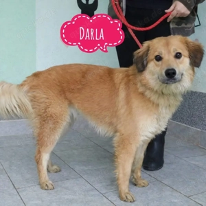 Darla, sanfte und verschmuste Junghündin, Retriever Mix