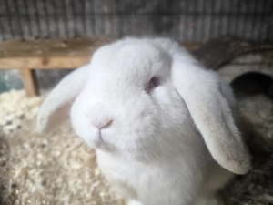 Mini Loop Widder   Zwergkaninchen zum decken 