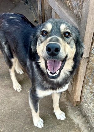 Hope sucht ihre Menschen    Bild 2