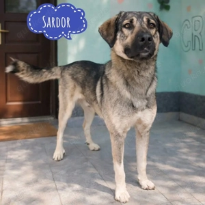 Sardor, stattlicher und menschenbezogener Rüde, optisch Kangal   Schäferhund