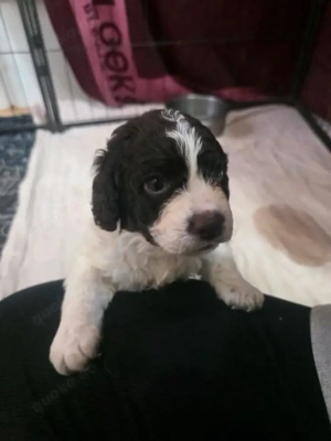 Lagotto Romagnolo Welpen