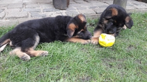 Schwarz braune Schäferhund Welpen Zu verkaufen