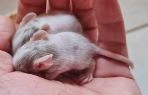 Degus suchen ein schönes neues Zuhause!