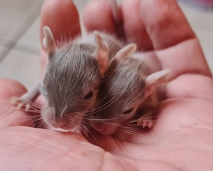 Degus suchen ein schönes neues Zuhause!