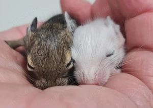 Degus suchen ein schönes neues Zuhause! Bild 2