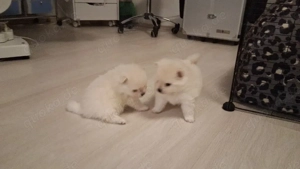 Reinrassige Zwergspitz Welpe