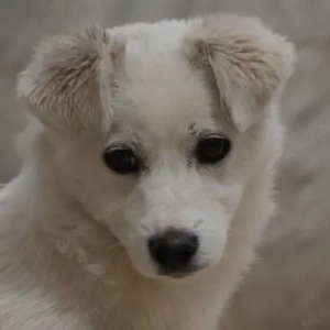 Eric, geb. ca. 10 2025, lebt in GRIECHENLAND, im städt. Tierheim Serres