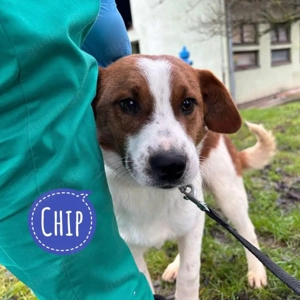 Chip, junger Mischling, Save Bracke, sanft und lieb