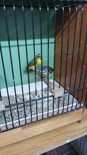 Mosambikgirlitz Mosambikzeisig Stieglitz Kanarienvogel Zeisig Girlitz