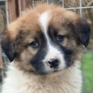 Prosciutto, geb. ca. 11 2025, lebt in GRIECHENLAND, auf einer privaten Pflegestelle