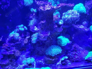 Schöne korallen zu verkaufen 