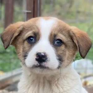 Salami, geb. ca. 11 2025, lebt in GRIECHENLAND, auf einer privaten Pflegestelle