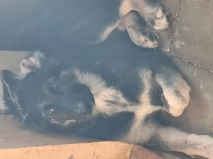 Malino husky mix 16 wochen alt