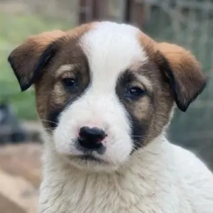 Calzone, geb. ca. 11 2025, lebt in GRIECHENLAND, auf einer privaten Pflegestelle