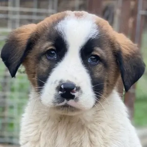 Diavolo, geb. ca. 11 2025, lebt in GRIECHENLAND, auf einer privaten Pflegestelle