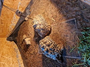 Pantherschildkröten