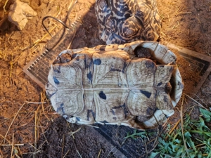 Pantherschildkröten Bild 2