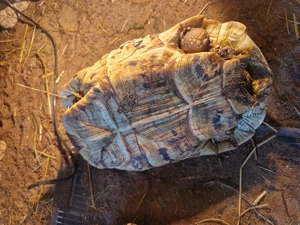 Pantherschildkröten Bild 3