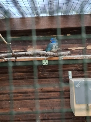 Glanzsittiche mit einem Schönheitsfehler