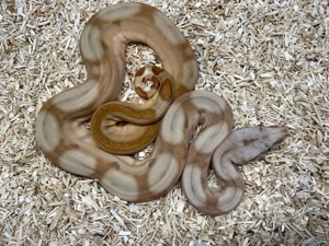 Sunset Jungle pos Blood